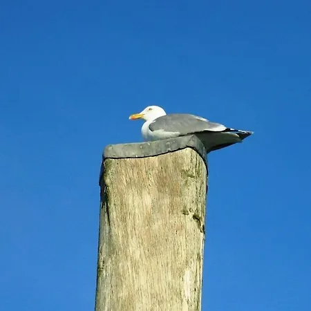 Albatros-herber Сasa de vacaciones Dorum-Neufeld
